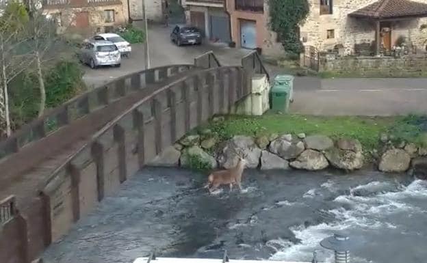 Un venado se pasea por Villasuso de Cieza