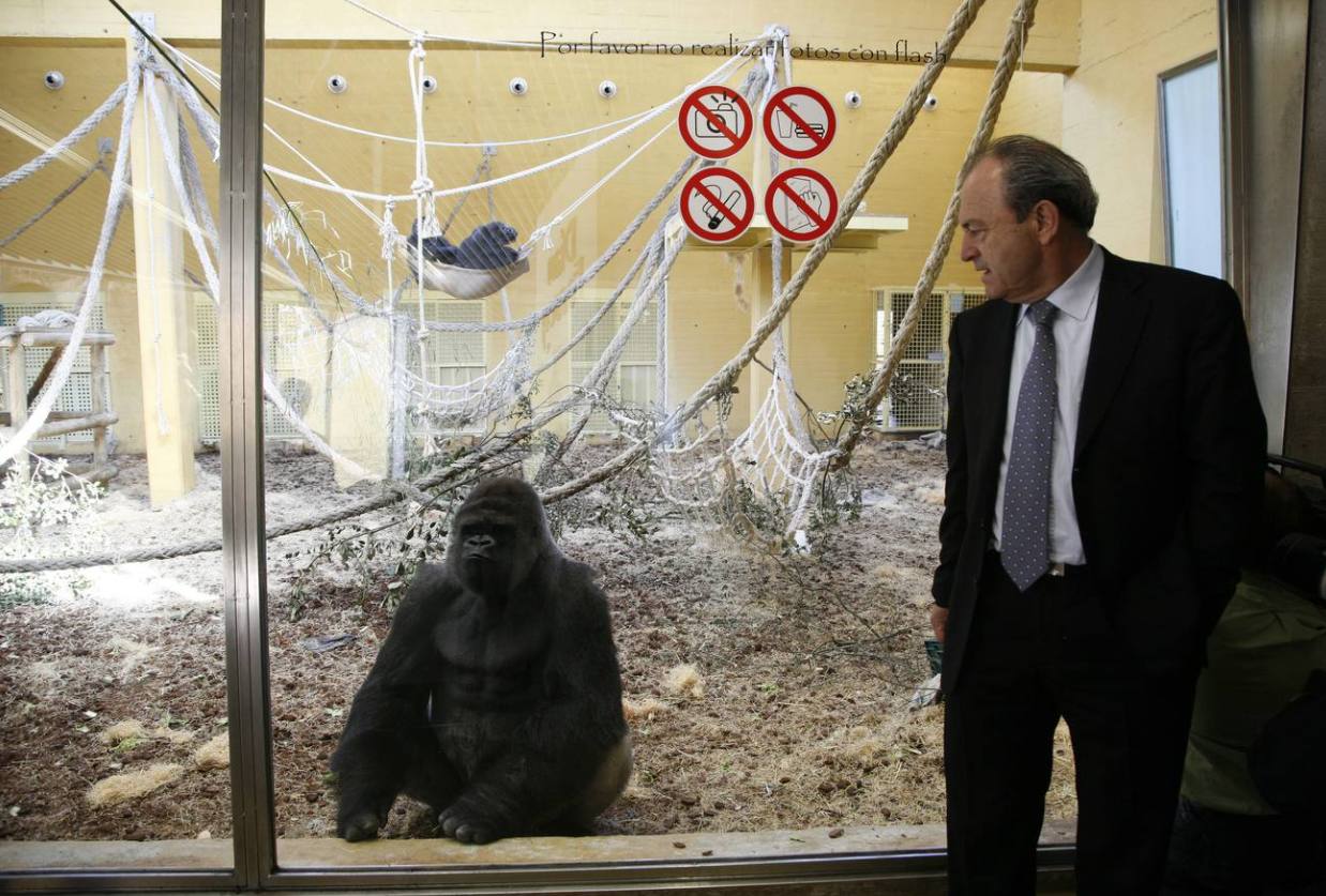  Javier López Marcano contempla a la nueva gorila Wima, con su cría Chelewa al fondo, en la hamaca.