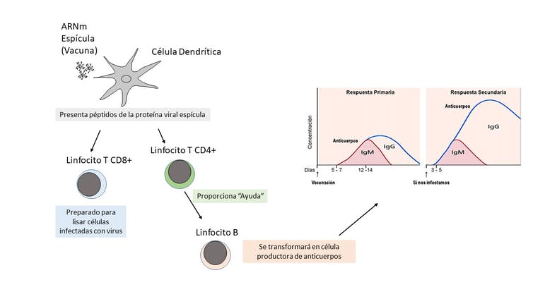 Figura sobre el funcionamiento de las vacunas. 