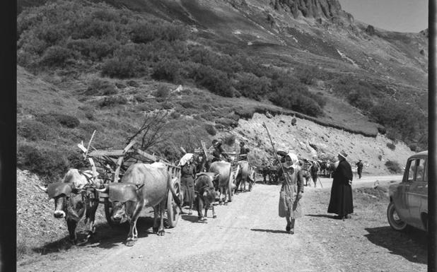 Transporte del ganado en el Puerto de San Glorio (agosto, 1964). Juan Miguel pando. Archivo pando, IPCE, Ministerio de Cultura y Deporte