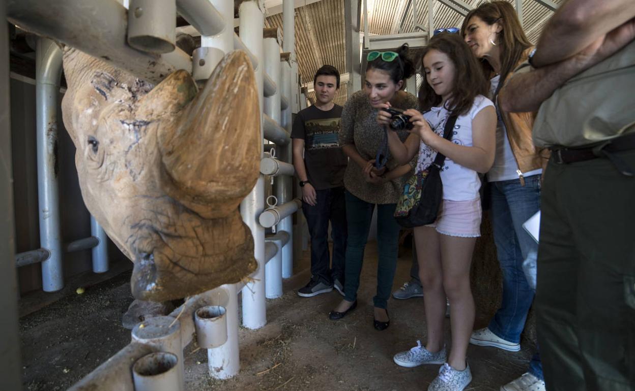 Una familia, en el recinto de rinocerontes durante una de las 'Visitas salvajes'.