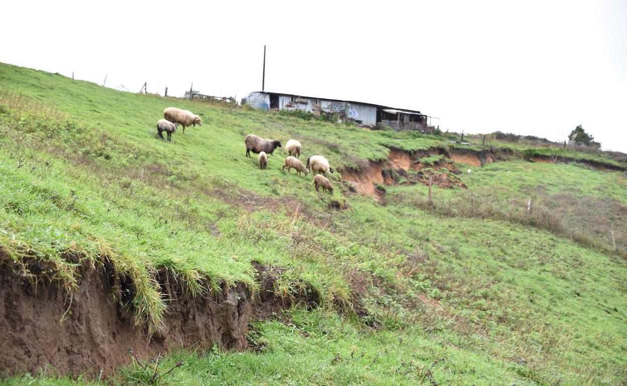 Una vista del argayo aparecido en la ladera de la finca privada, en el barrio El Juyo, a unos 300 metros sobre la cueva homónima. 