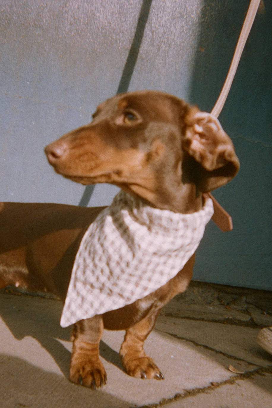 Collar realizado en piel con cierre ajustable con hebilla metálica y pasador. Detalle de bandana desmontable en cuadro vichy. Incluye bolsa con cordones ajustables y parche. 15,95 euros.