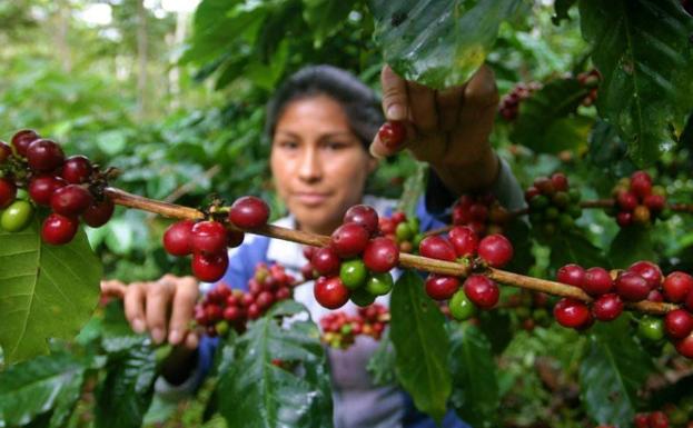 Cómo afecta el cambio climático al café