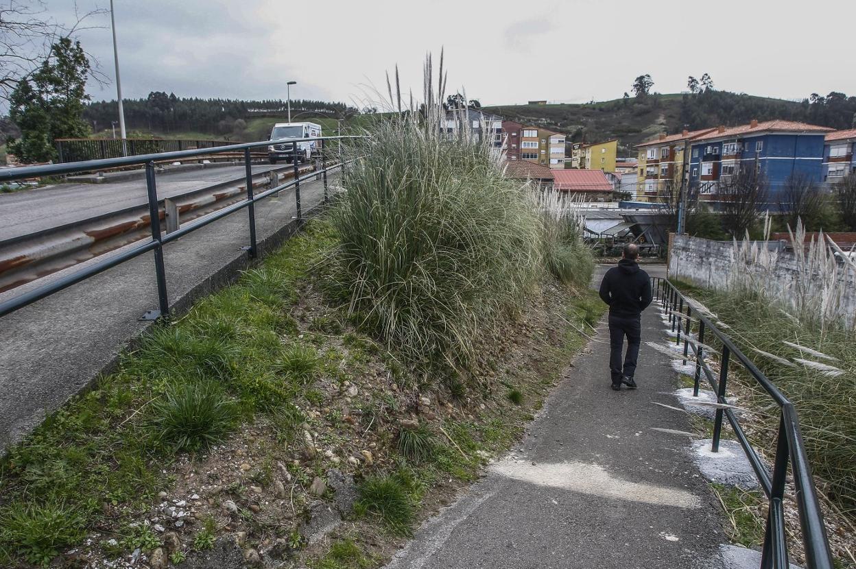 Los plumeros y la maleza invaden las zonas verdes y las vías de acceso al barrio La Tejera, en Barreda. 