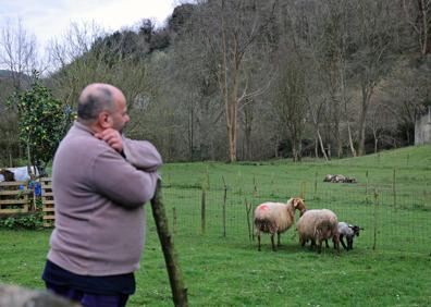 Imagen secundaria 1 - Los lobos matan tres ovejas en Treceño en plena polémica sobre su protección