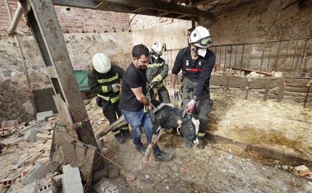 Bomberos del 112 sacando a las vacas de la cuadra en Cabezón.