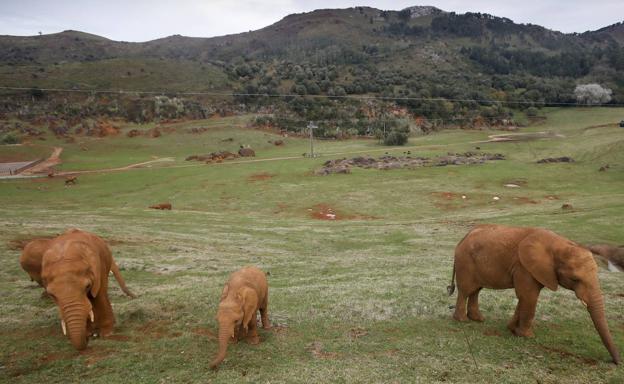 Cabárceno homenajeará mañana al empleado fallecido por el golpe de un elefante