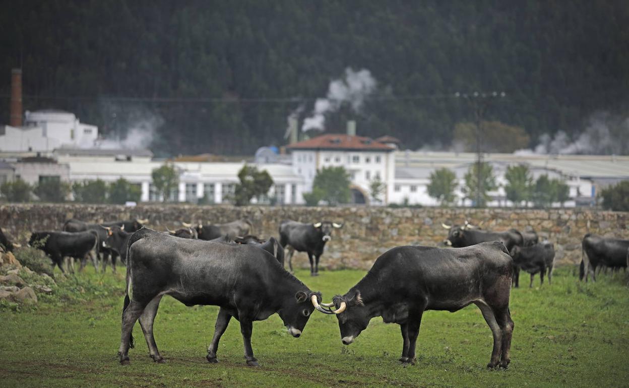 Cantabria pide que la PAC tenga en cuenta a los ganaderos y agricultores de la Cornisa