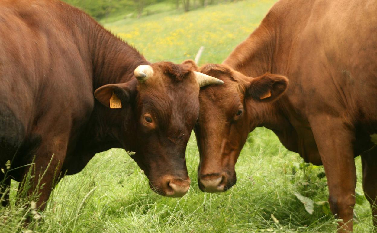 El buen estado de la cabaña bovina de Cantabria reduce a una sola las pruebas de saneamiento