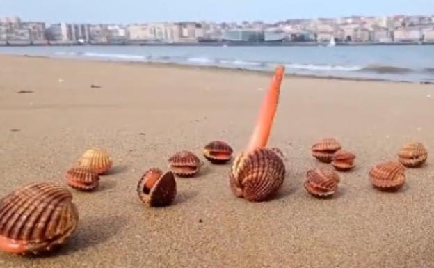 Una marea de coeficiente 105 deja al descubierto los páramos de la bahía de Santander con la bajamar
