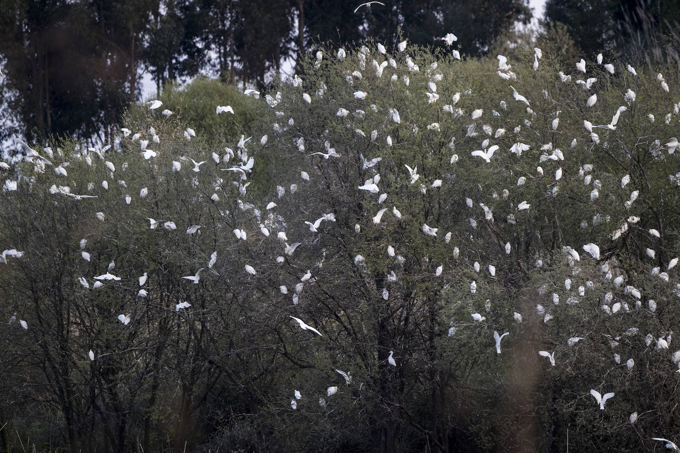 Fotos: Así de espectacular es el dormidero de La Remonta