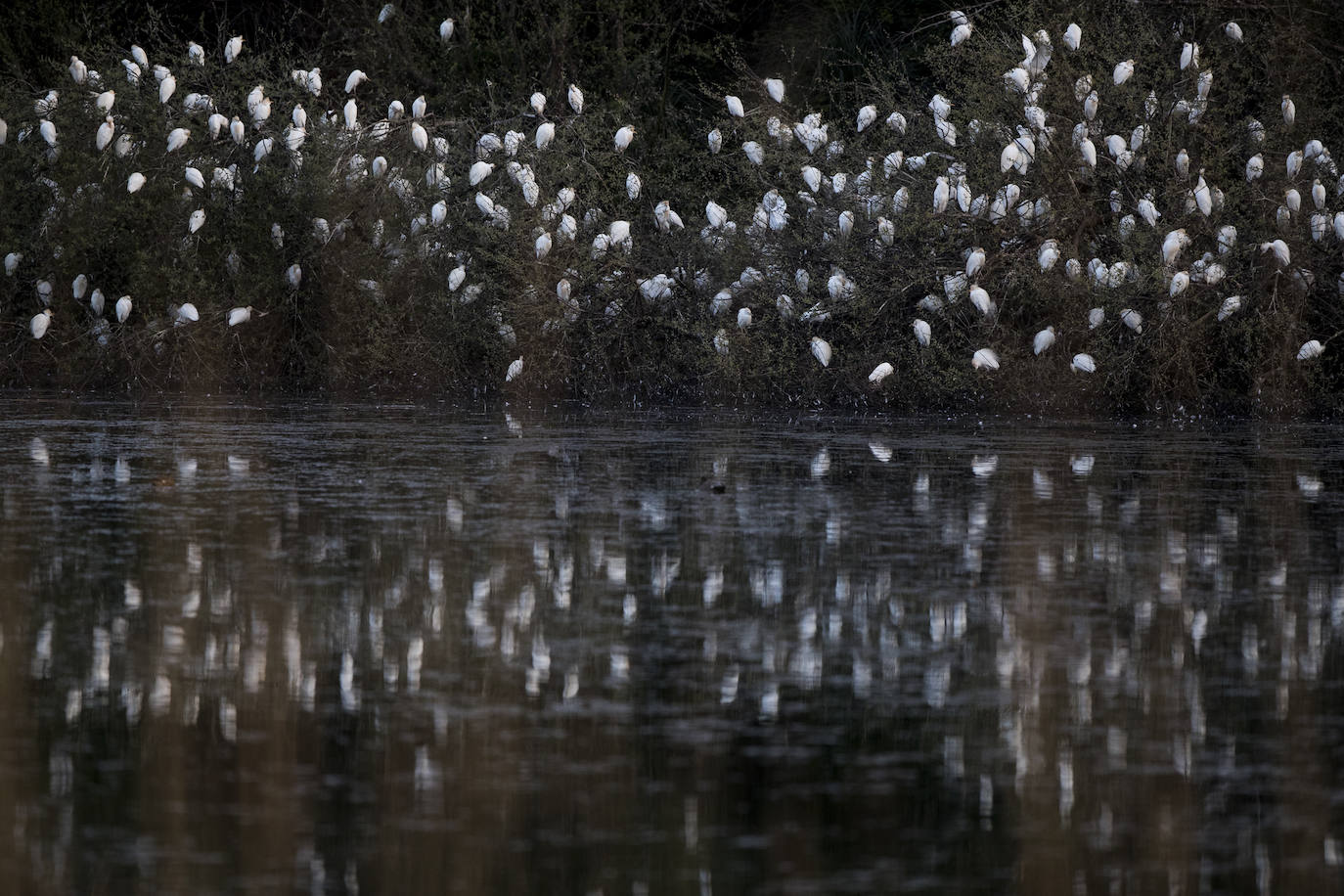 Fotos: Así de espectacular es el dormidero de La Remonta