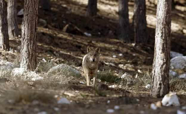 El consejero Blanco replica a Casares que su postura sobre el lobo «es un insulto al medio rural» 