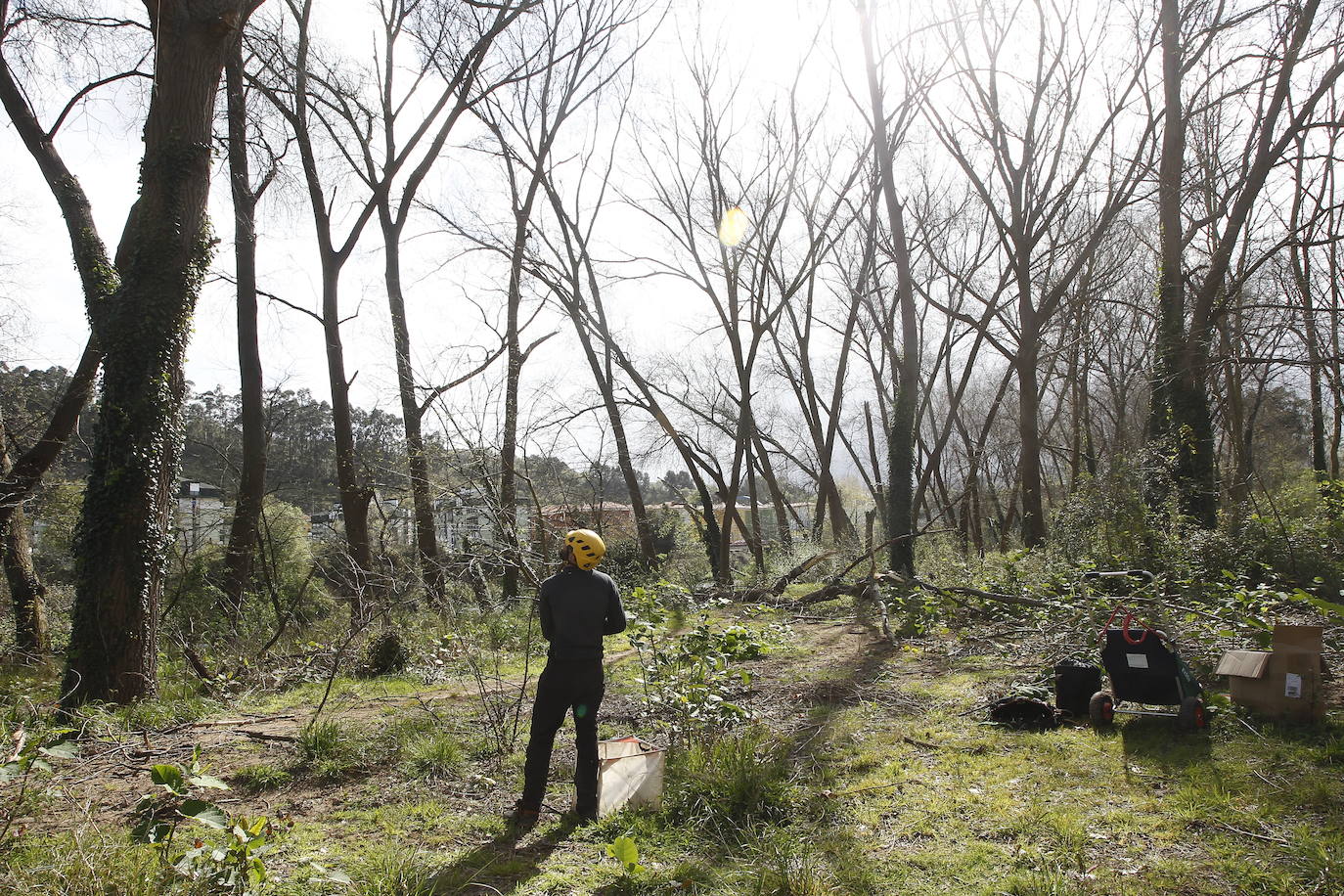 Poda en altura de los árboles dañados, muertos o peligrosos en el Patatal.