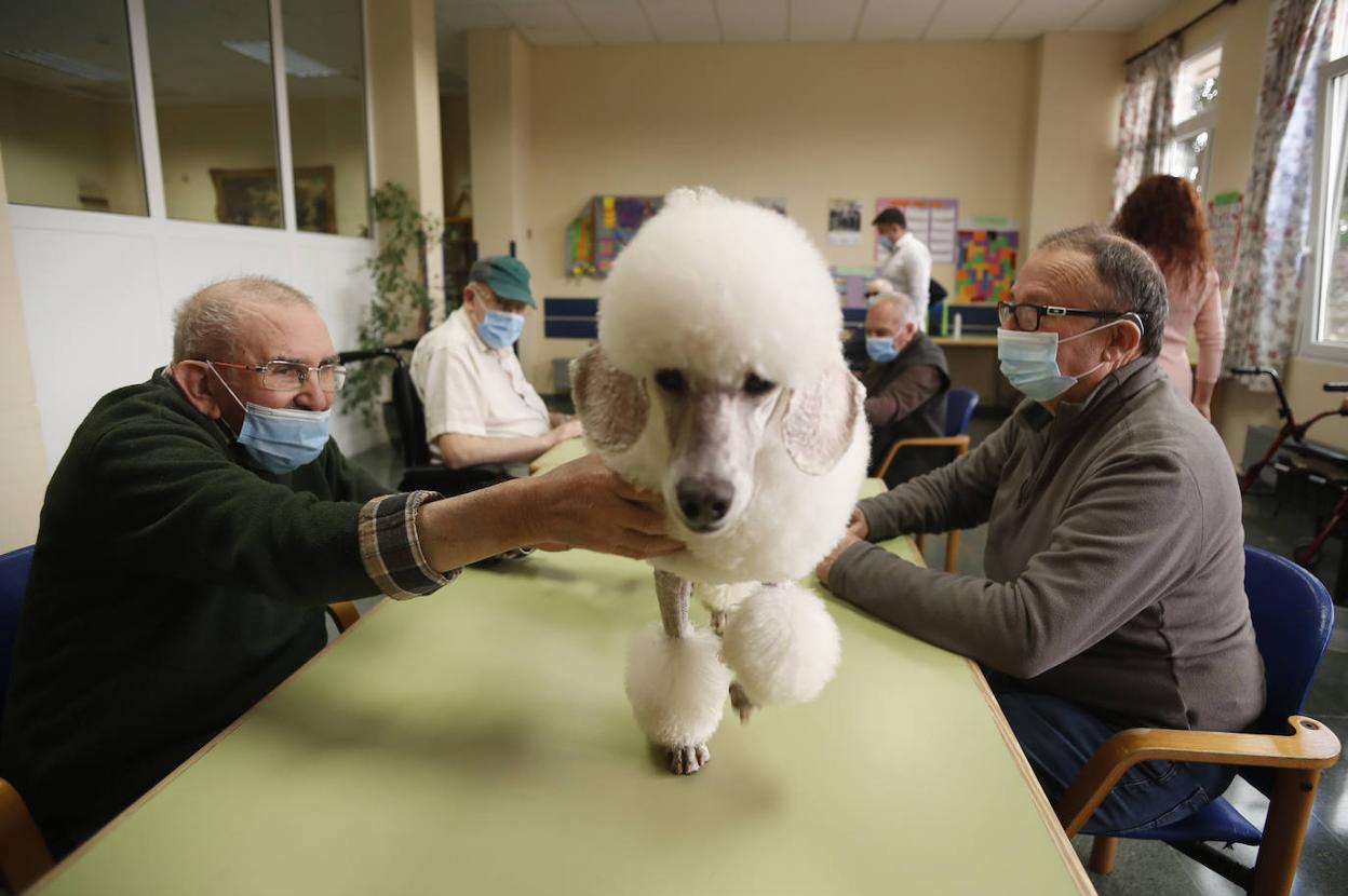 El grupo de residentes del CAD de Cueto juega durante la sesión con un perro del Centro Canino Besaya. 