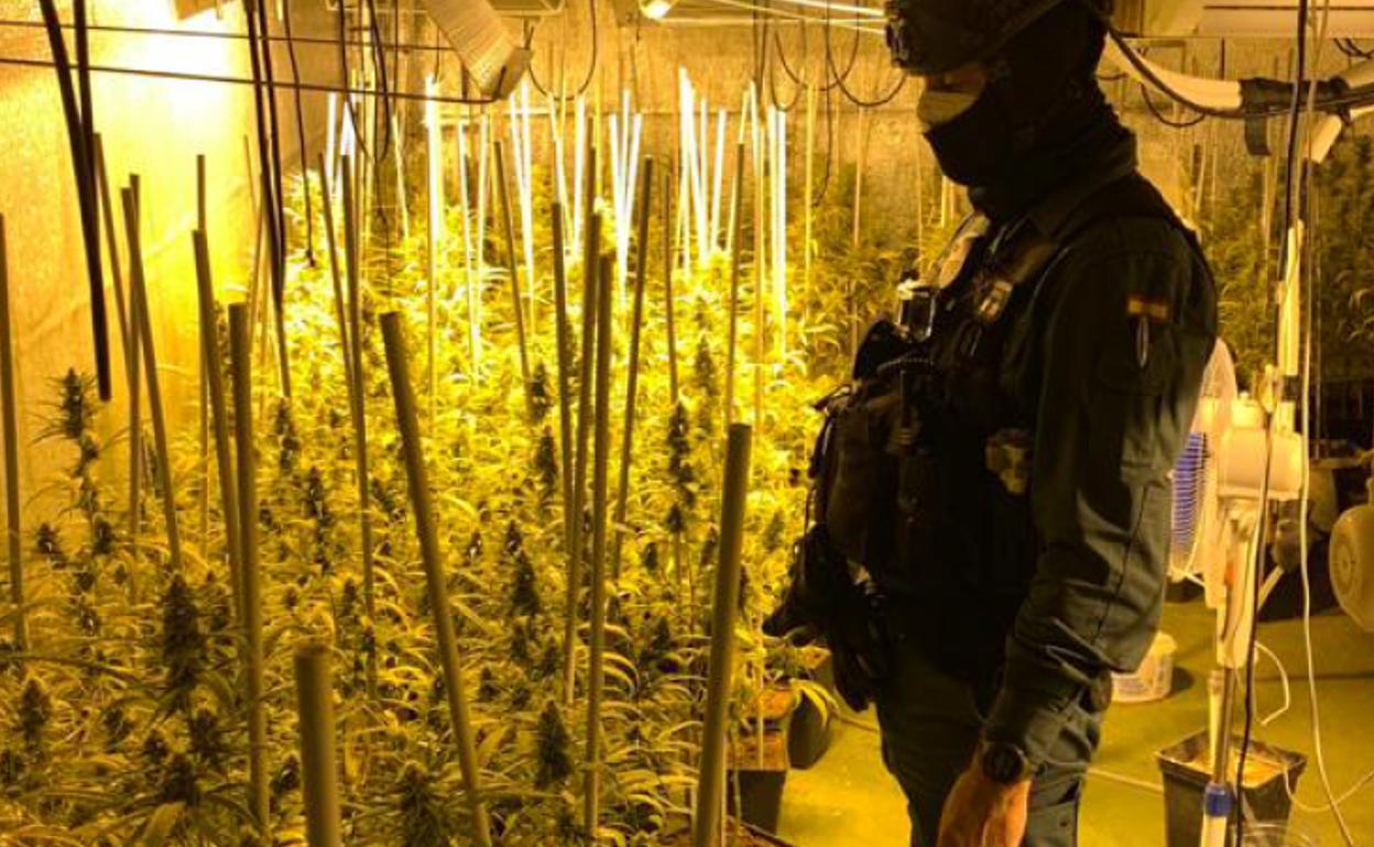 Un guardia civil, en la plantación de marihuana descubierta en una vivienda de Cabezón de la Sal.