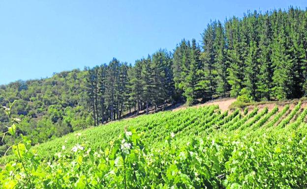 Viñedos de Picos de Cabariezo, en Cabezón de Liébana. 