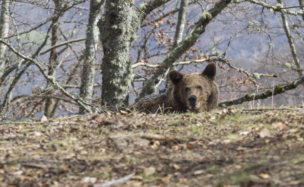 Solicitan incluir los Montes Aquilianos en la zona de protección del oso pardo