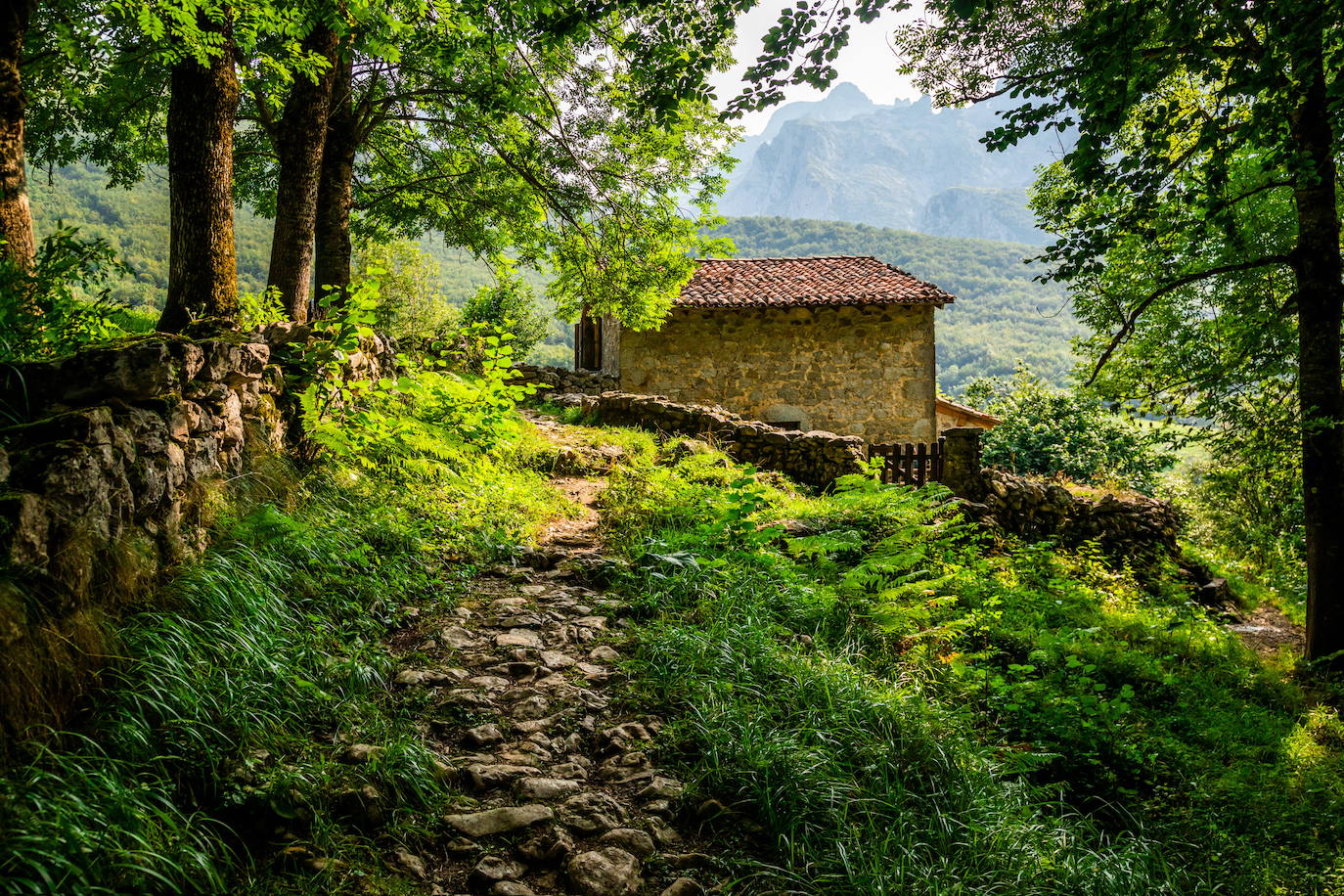 Pico calcáreo situado en el Macizo de los Urrieles en los Picos de Europa. Administrativamente se encuentra situado en el concejo asturiano de Cabrales y dentro del parque nacional de Picos de Europa. Tiene una altitud de 2519 metros y, aunque no es el pico más alto de la Cordillera Cantábrica, es uno de sus montes más conocidos. Es una de las cumbres emblemáticas de España para la escalada por sus grandes paredes, especialmente por los 550 metros de pared vertical de su cara Oeste. En su base se encuentra la Vega de Urriellu, un valle de origen glaciar cuaternario.