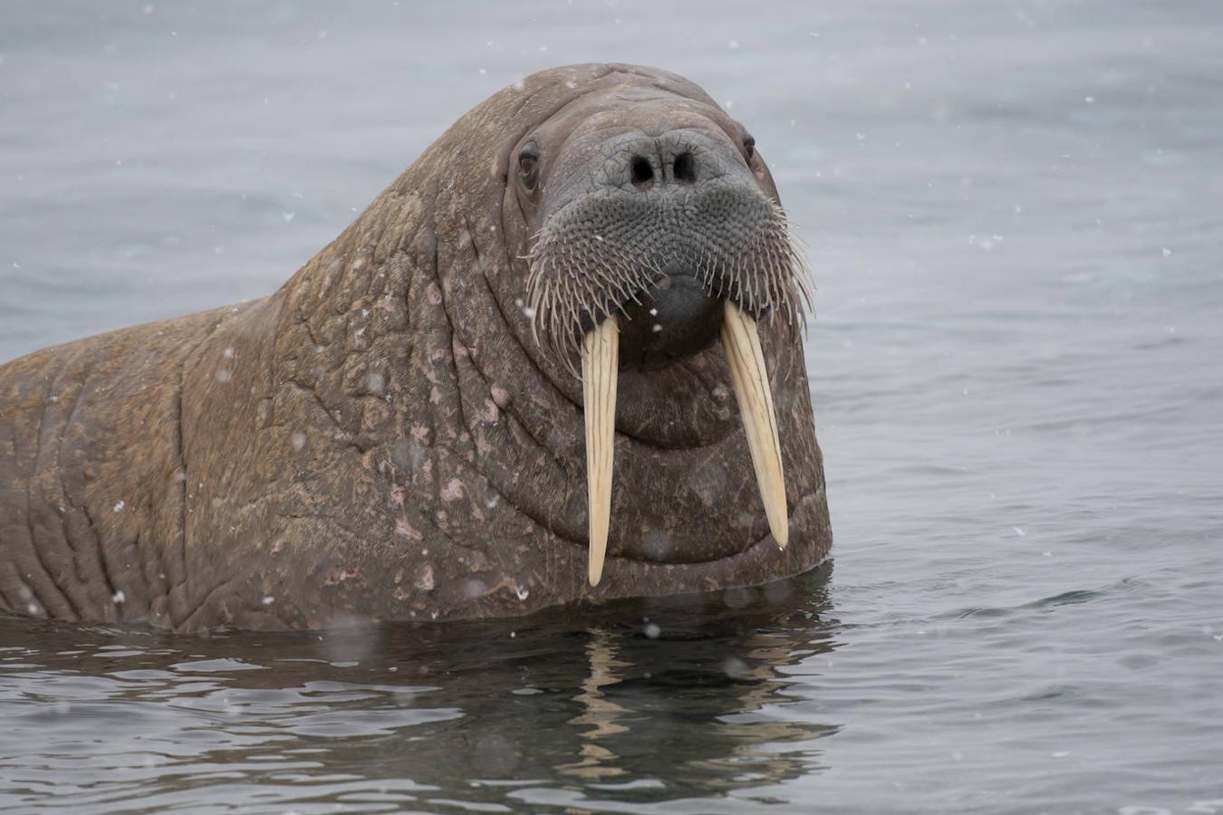 Fotos: Las impresionantes imágenes de naturaleza extrema en la isla de Svalbard