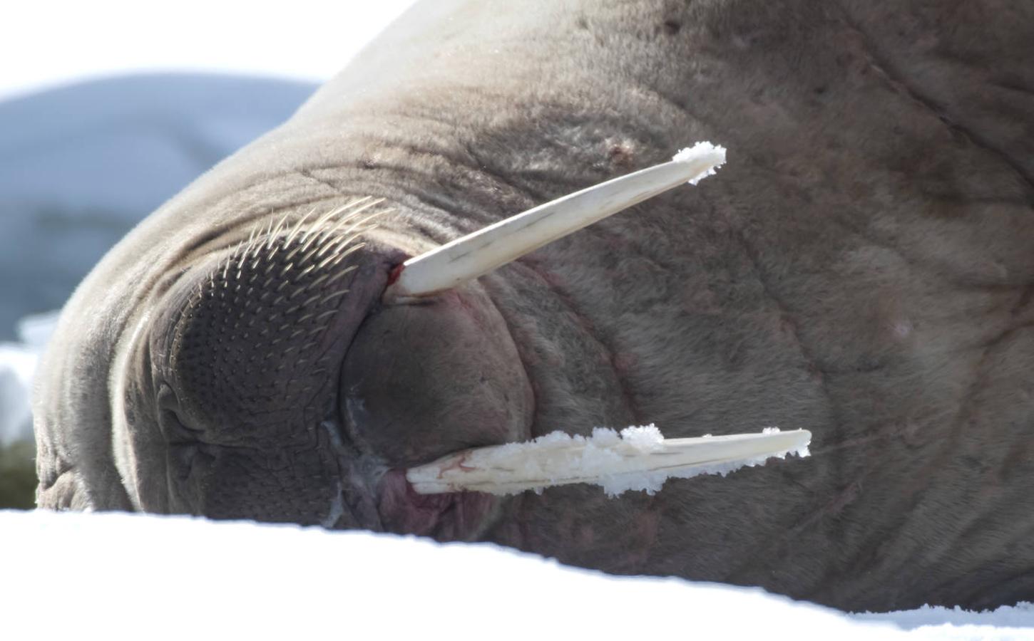 Fotos: Las impresionantes imágenes de naturaleza extrema en la isla de Svalbard