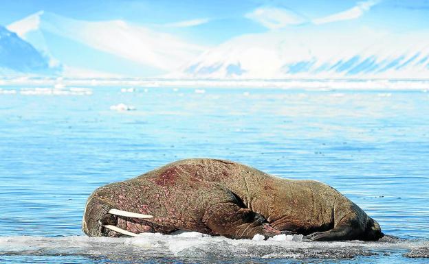 Imagen principal - Una morsa adulta encuentra solaz sobre un témpano de hielo. Un reno trata de abrirse camino entre la ventisca. Es el verano ártico. Bandada de mérgulos.