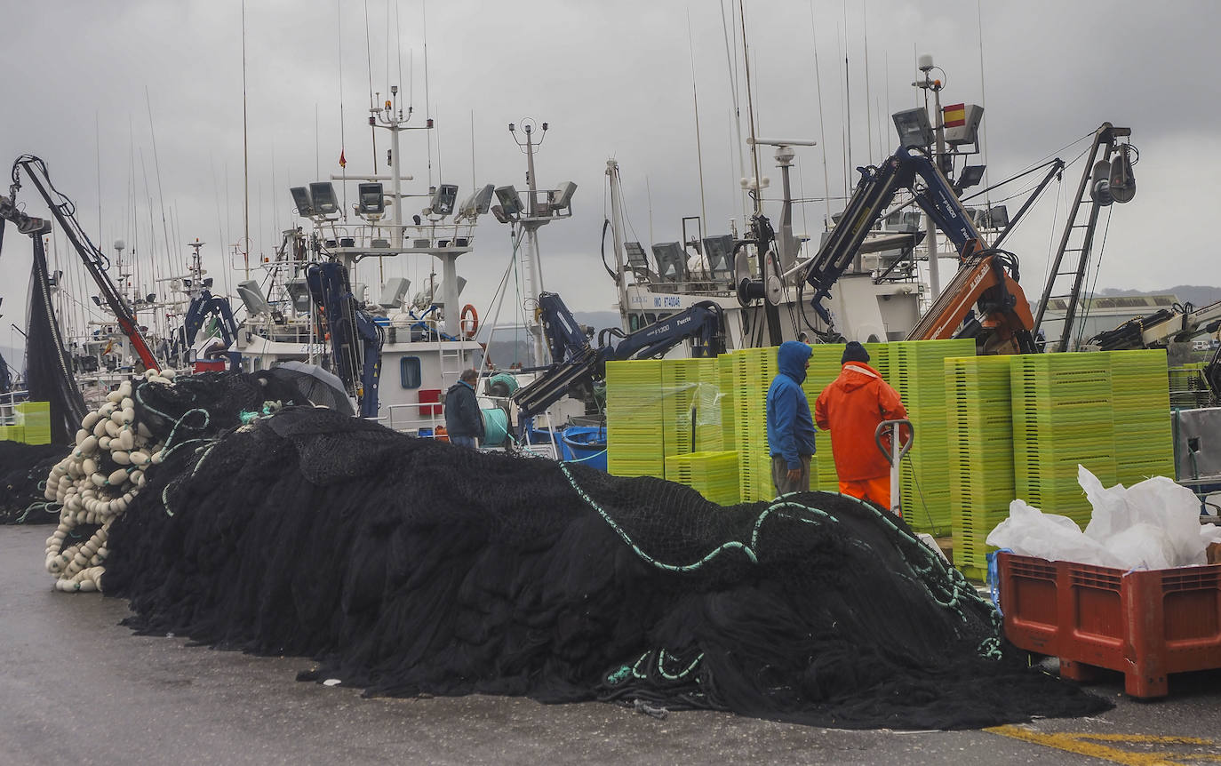 Fotos: Santoña subasta más de medio millón de kilos de bocarte, el récord de la costera