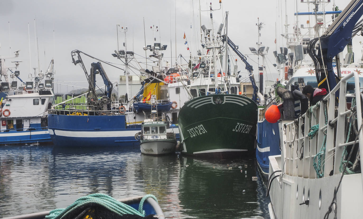 Fotos: Santoña subasta más de medio millón de kilos de bocarte, el récord de la costera