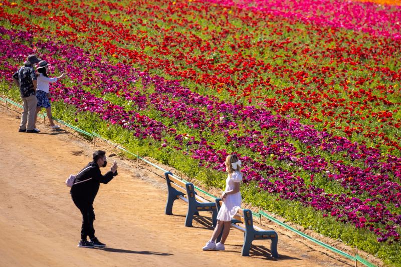 Fotos: Un campo de flores de cuento