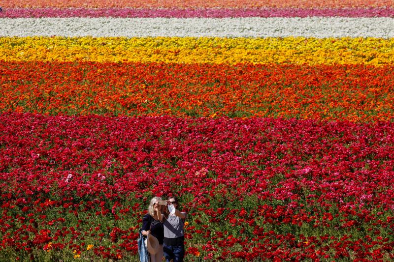 Fotos: Un campo de flores de cuento