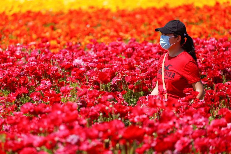 Fotos: Un campo de flores de cuento