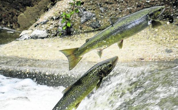 Salmones remontando el Pas, en Puente Viesgo. 