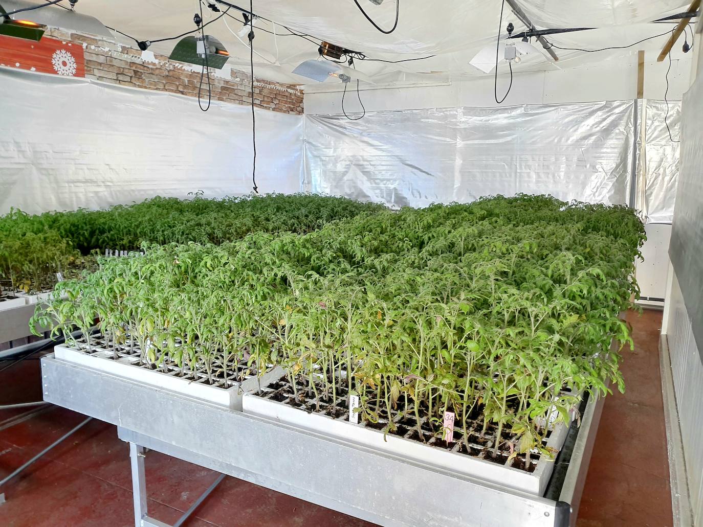 Torrelavega repartirá desde mañana unas 10.000 plantas de tomate de 350 variedades