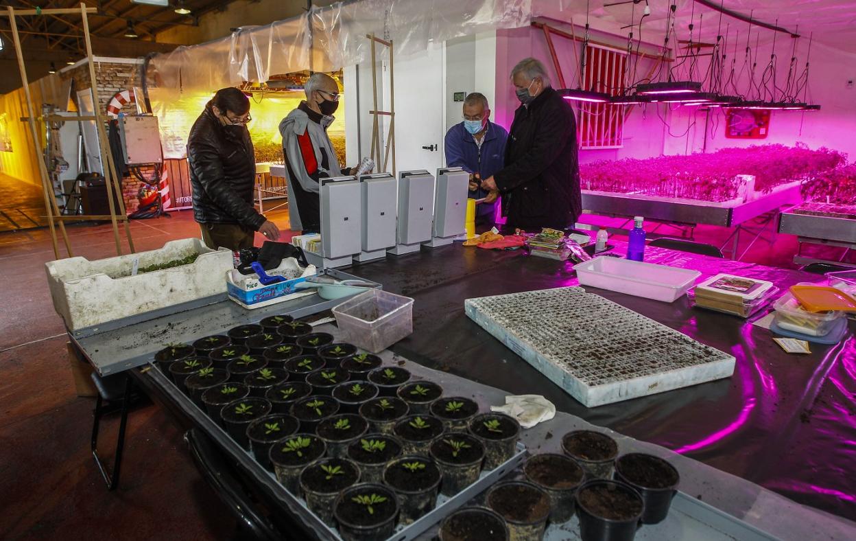 Responsables del proyecto contemplan algunas de las plantas que crecen en el 'invernadero' de La Lechera. 