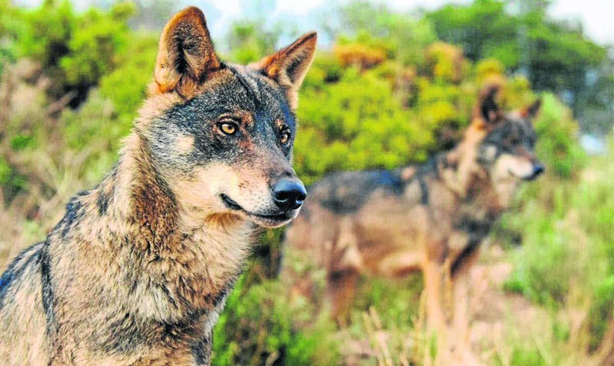 Los lobos causaron daños a 180 animales en Camaleño el año pasado, el municipio que más ataques sufrió. 