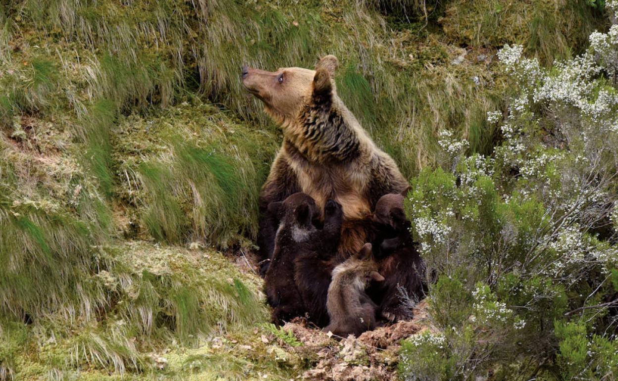 La Fundación Oso Pardo edita un libro sobre la realidad y los retos de conservación de la especie