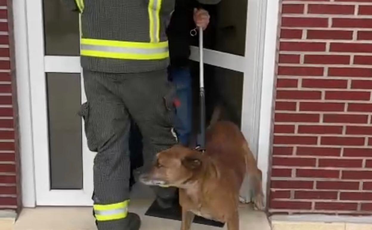 'Ringo' sale, tras su rescate, de la puerta del portal sano y salvo.