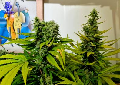 Imagen secundaria 1 - Detenido en Nueva Montaña por utilizar la casa de su madre, ya fallecida, para cultivar marihuana