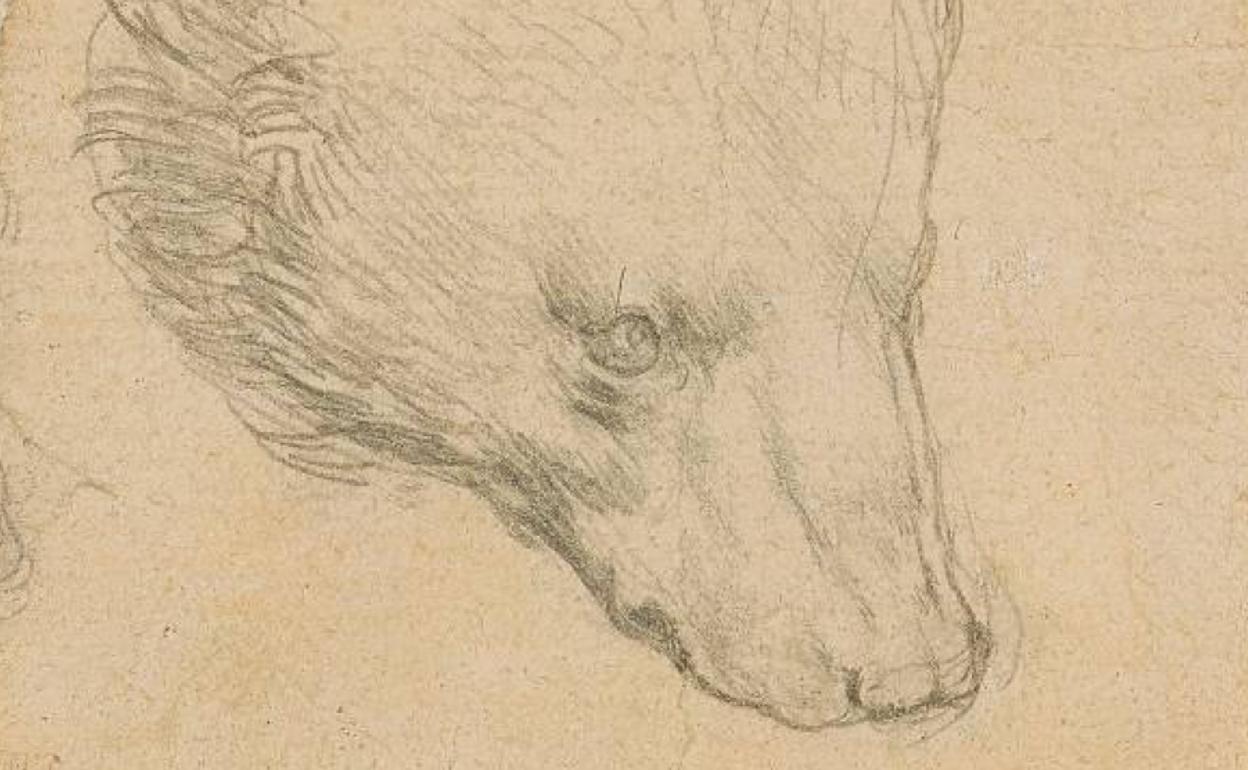 Detalle de 'Cabeza de oso', dibujo de Leonardo da Vinci. 