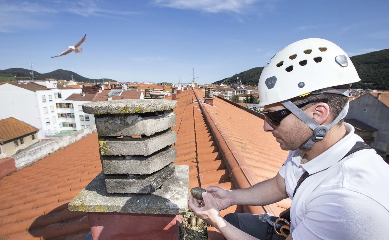 Campaña de control de gaviotas llevada a cabo en años anteriores en Santoña. 
