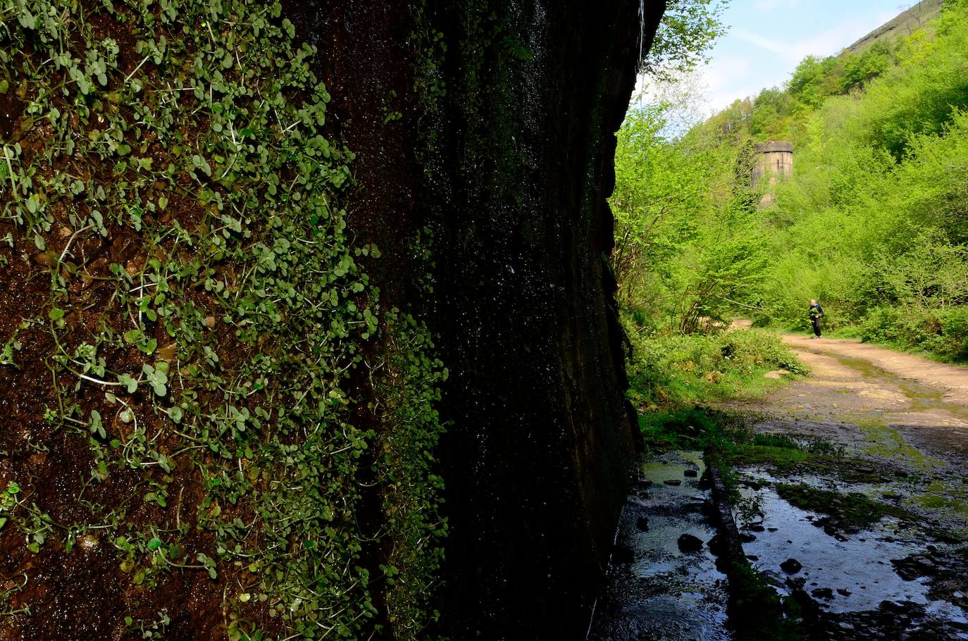 La humedad propicia que la vegetación cubra las paredes del túnel en su tramo final en Yera. El el exterior se observan los restos de la hormigonera