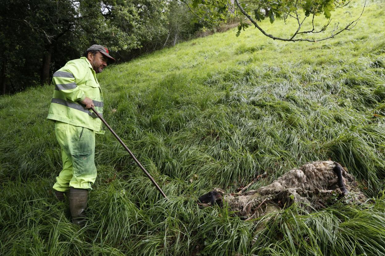 Un ganadero de Valdáliga muestra, en una imagen de archivo, las consecuencias del ataque del lobo. 