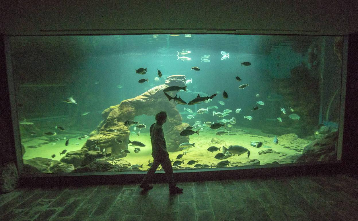 El Museo Marítimo celebra este verano el campus 'Grumetes del MMC', para niños de 3 a 10 años