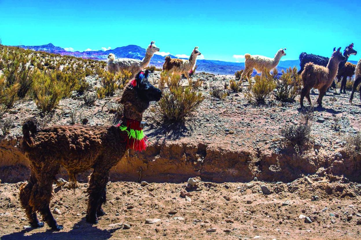 Este domingo finaliza la exposición 'Quebrada de Humahuaca: arte en el paisaje', sobre las sociedades agropastoriles en los Andes. ministerio de cultura