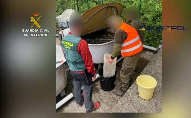 Imagen principal - La Guardia Civil investiga a 17 personas en Cantabria por tráfico de angulas