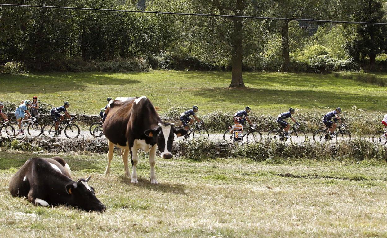 Un pelotón ciclista a su paso por una zona rural.