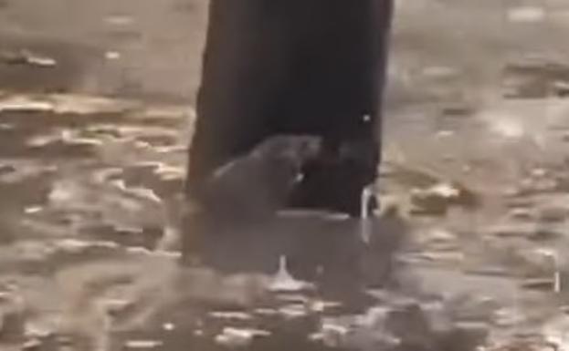 Vídeo de una rata tratando de salvarse en el centro de la ciudad tras las inundaciones del viernes.