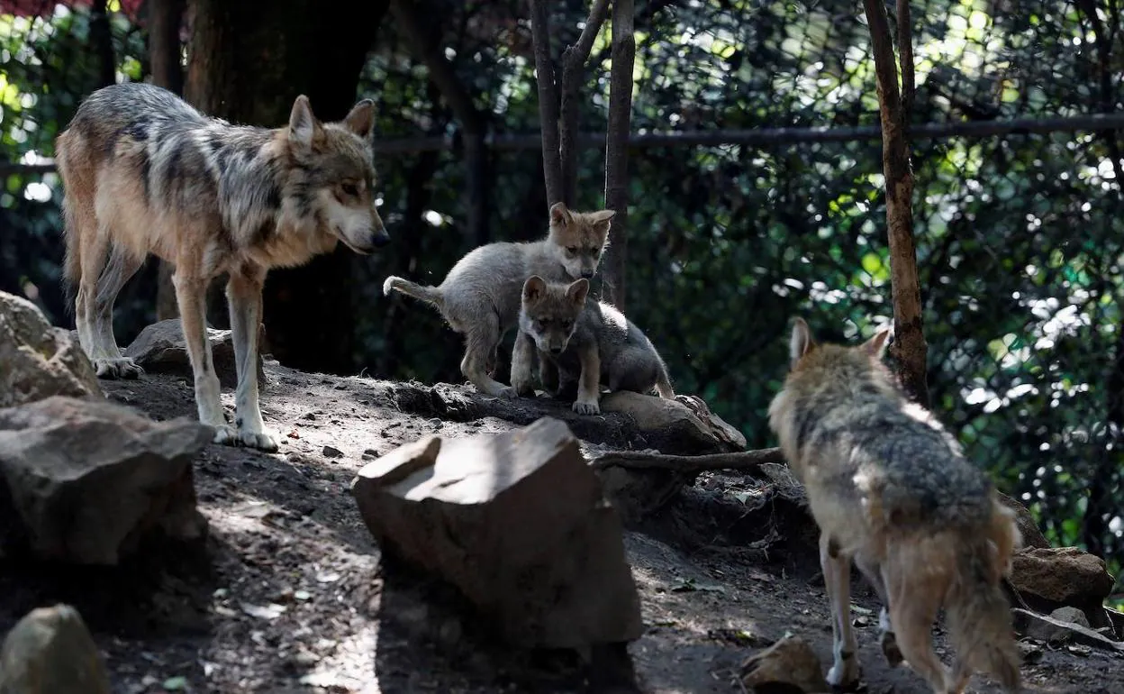 Los ganaderos anuncian movilizaciones «potentes» contra la protección del lobo que persigue Ribera