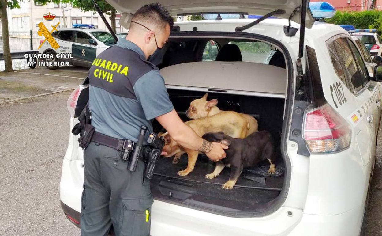 Investigan a un vecino de Miengo por robar 12 perros valorados en 21.000 euros en una finca de Parbayón